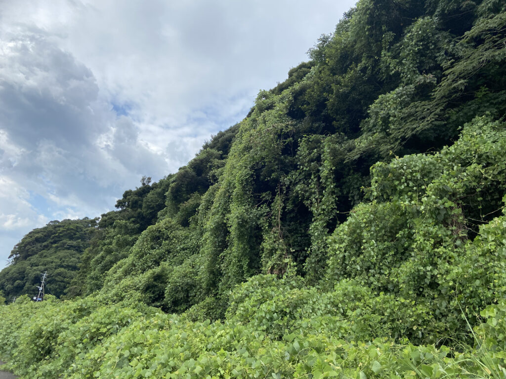 佐々町小浦免売地