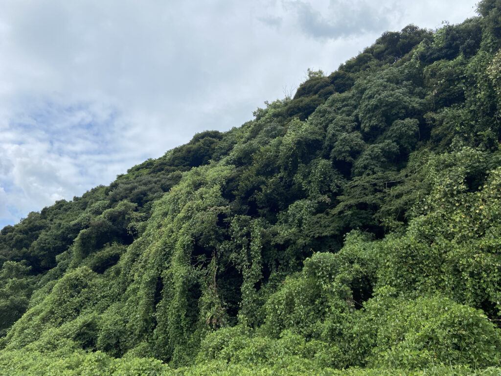 佐々町小浦免売地